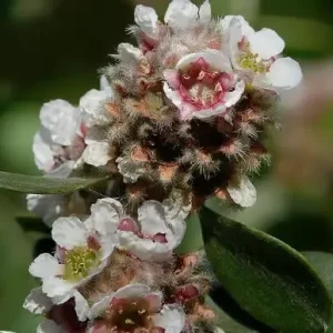 fragonia virag.webp